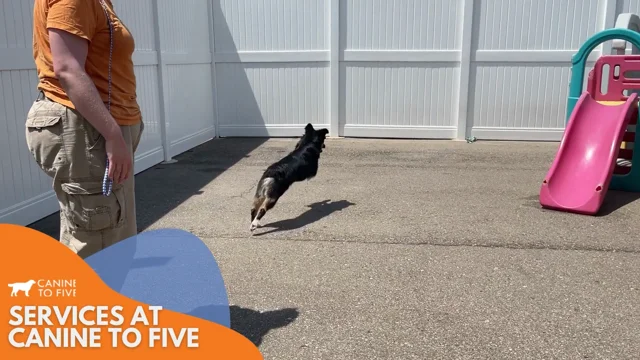 Safe and Fun Dog Daycare - Canine To Five