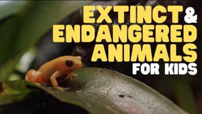 Vimeo Thumbnail
