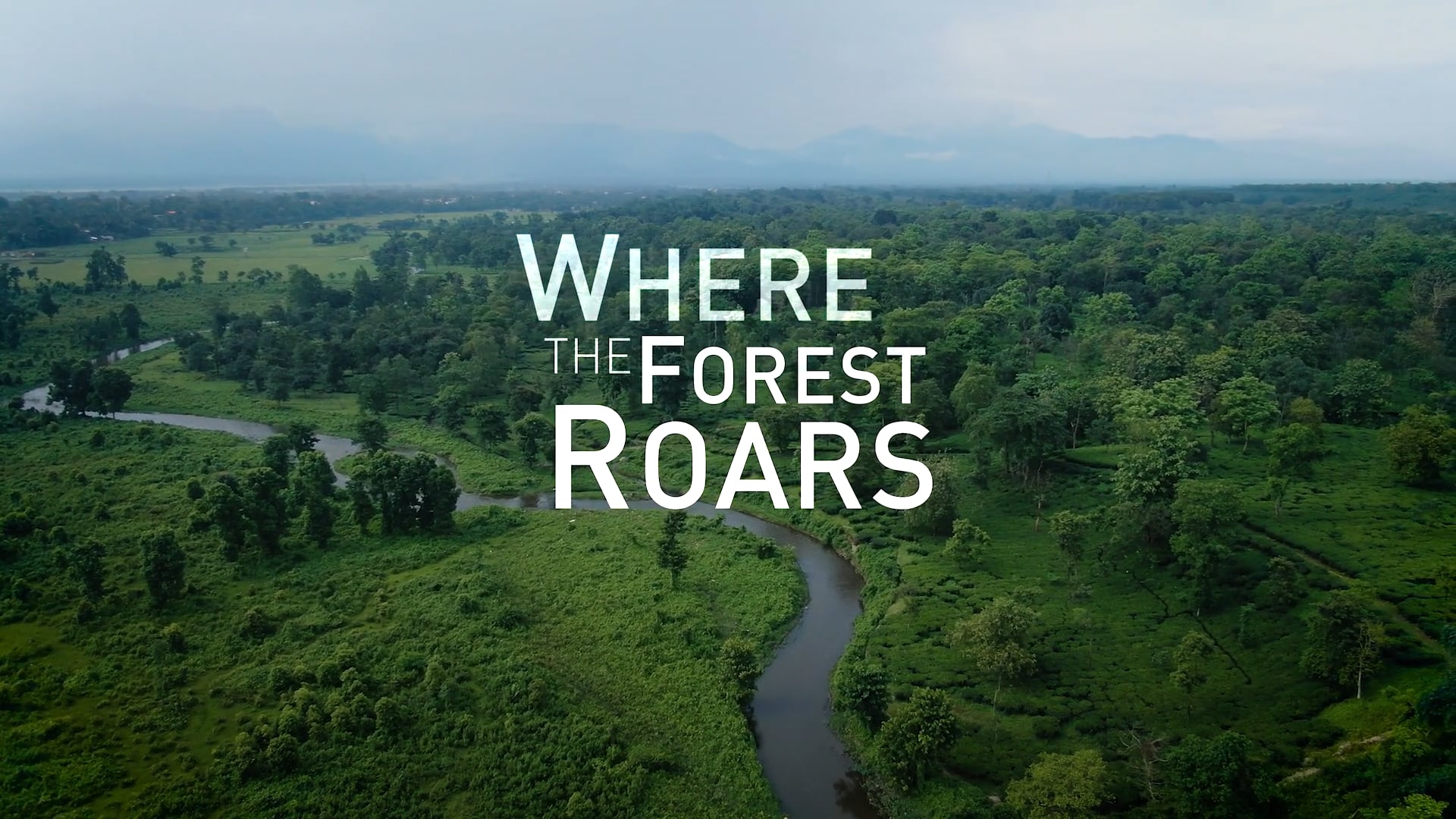 Forest Roars-Kim Frank-Rolex-TEC