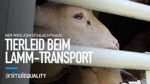 ⚠️ Animal Equality veröffentlicht neue Bilder von Lamm-Transporten zu italienischen Schlachthäusern