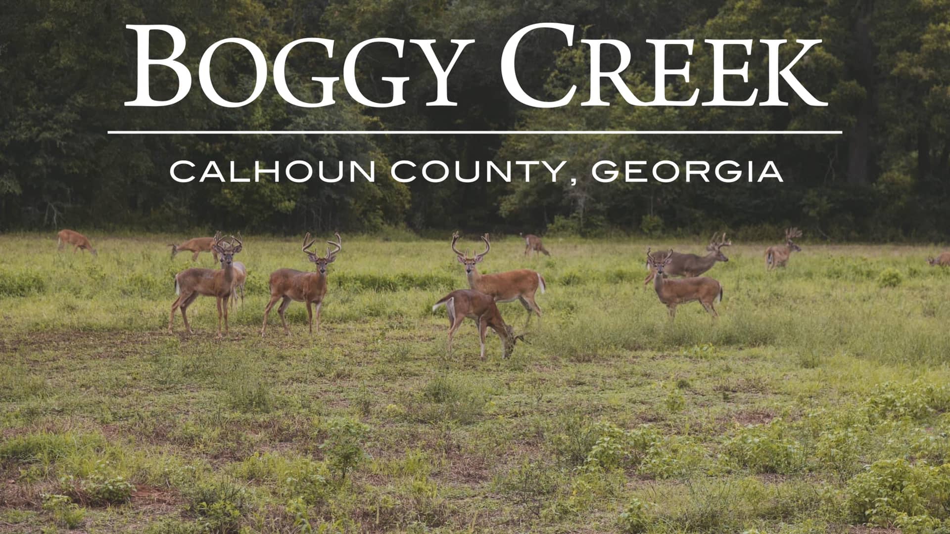 Bucks Galore at Boggy Creek! on Vimeo