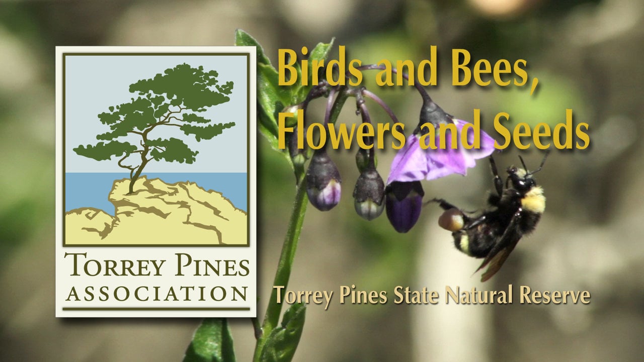 Torrey Pines Series - Birds and Bees, Flowers and Seeds