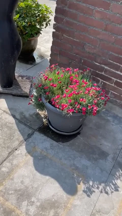 Yalangoch teleboshlovchilarning fotosuratlarini koring