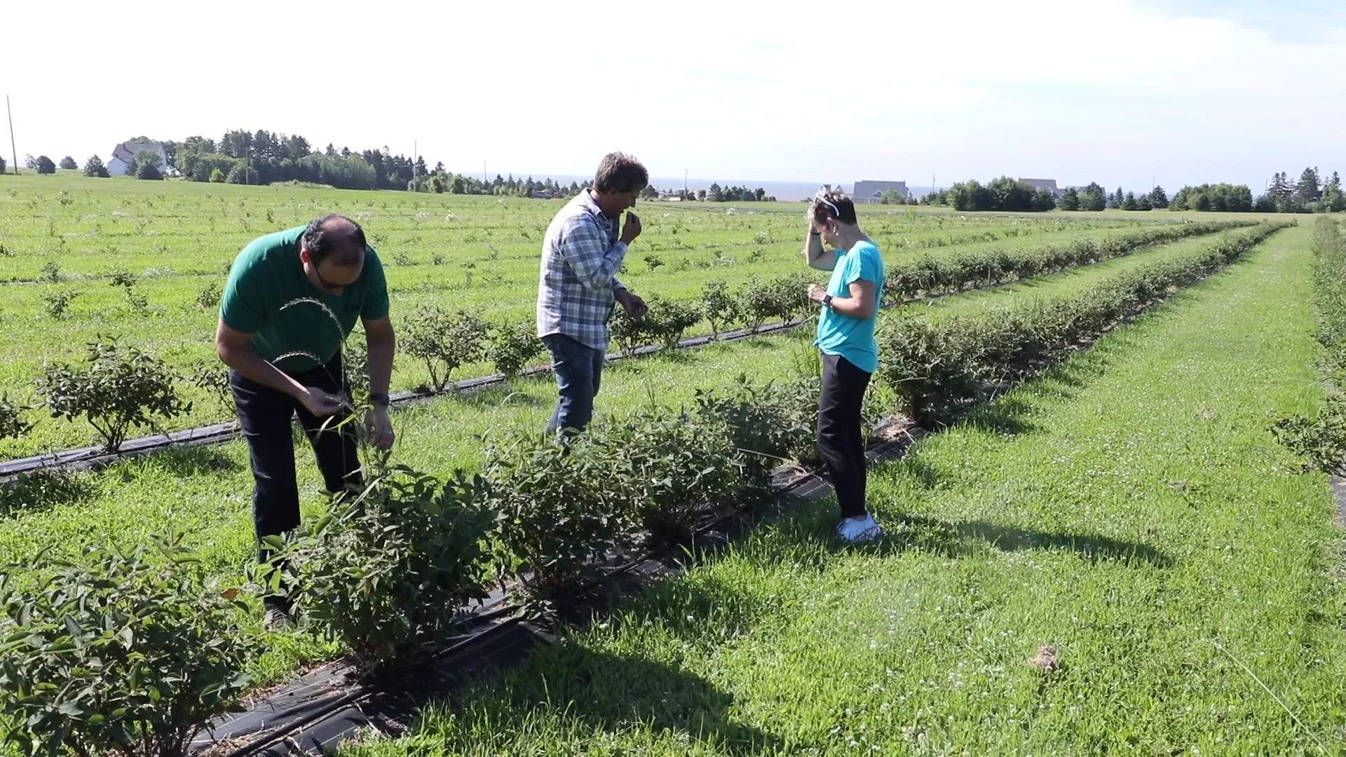 Haskap Harvest Field Trip On Vimeo