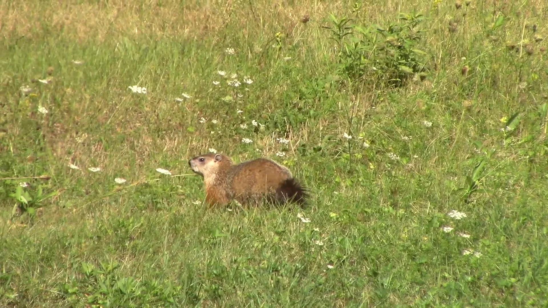 fred from groundhog day