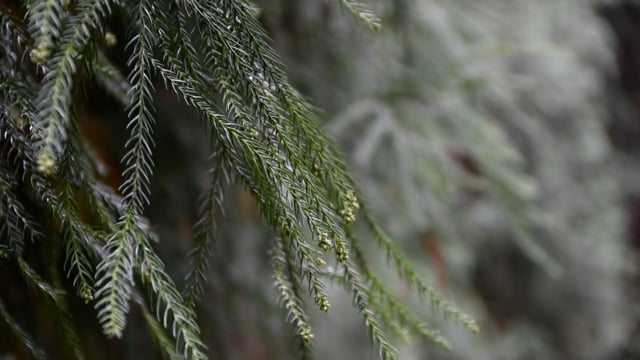 树 雪松 植物 - Free video on Pixabay - Pixabay