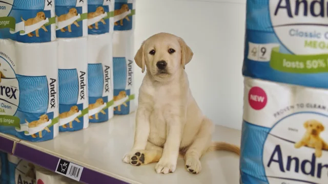 Andrex puppies hot sale