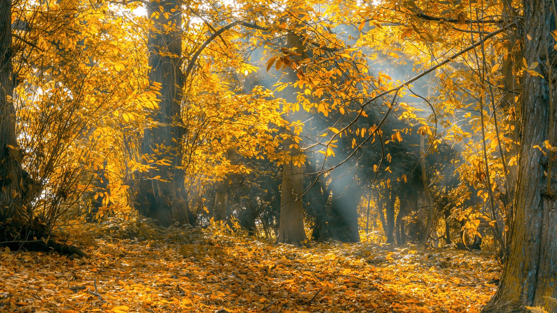 Nature 161 on Vimeo