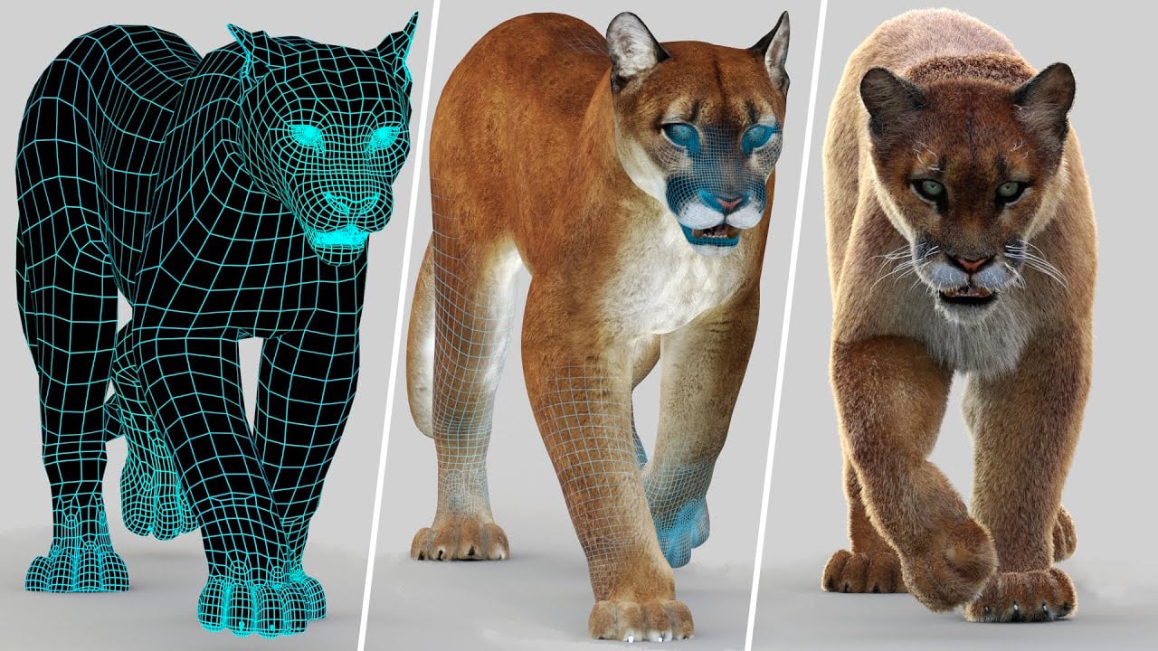 Cougar 3D Model Animated With Fur, Mountain Lion or Puma