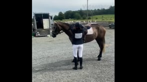 MOLLY BAR - Goresbridge Horse Sales