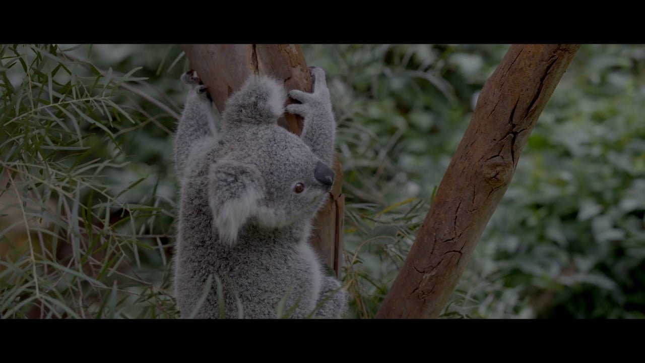 Koalas - A documentary