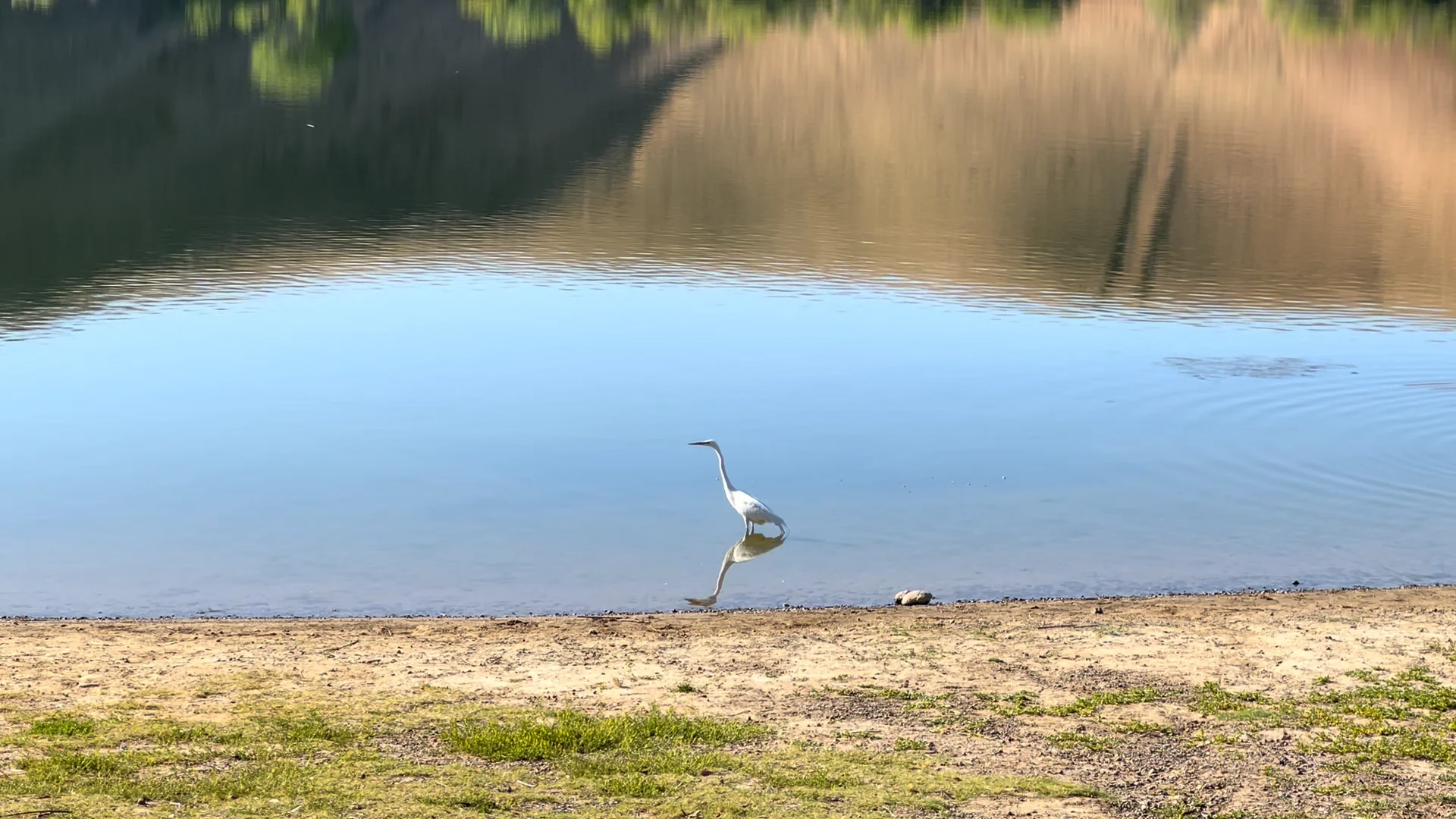 Egret Hunting on Vimeo