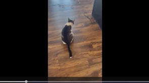 Cat Mystery Disease Answer