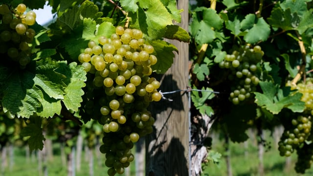 Grapes Green Fruit - Free video on Pixabay