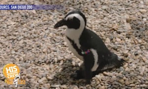 Penguin Gets a Prosthetic Foot