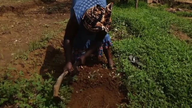 Déclin de mon potager - Vidéo ePOP