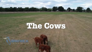 Conservation Grazing at Battlemead