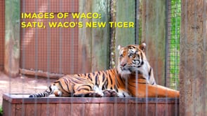 Images of Waco: Satu, Waco's new tiger