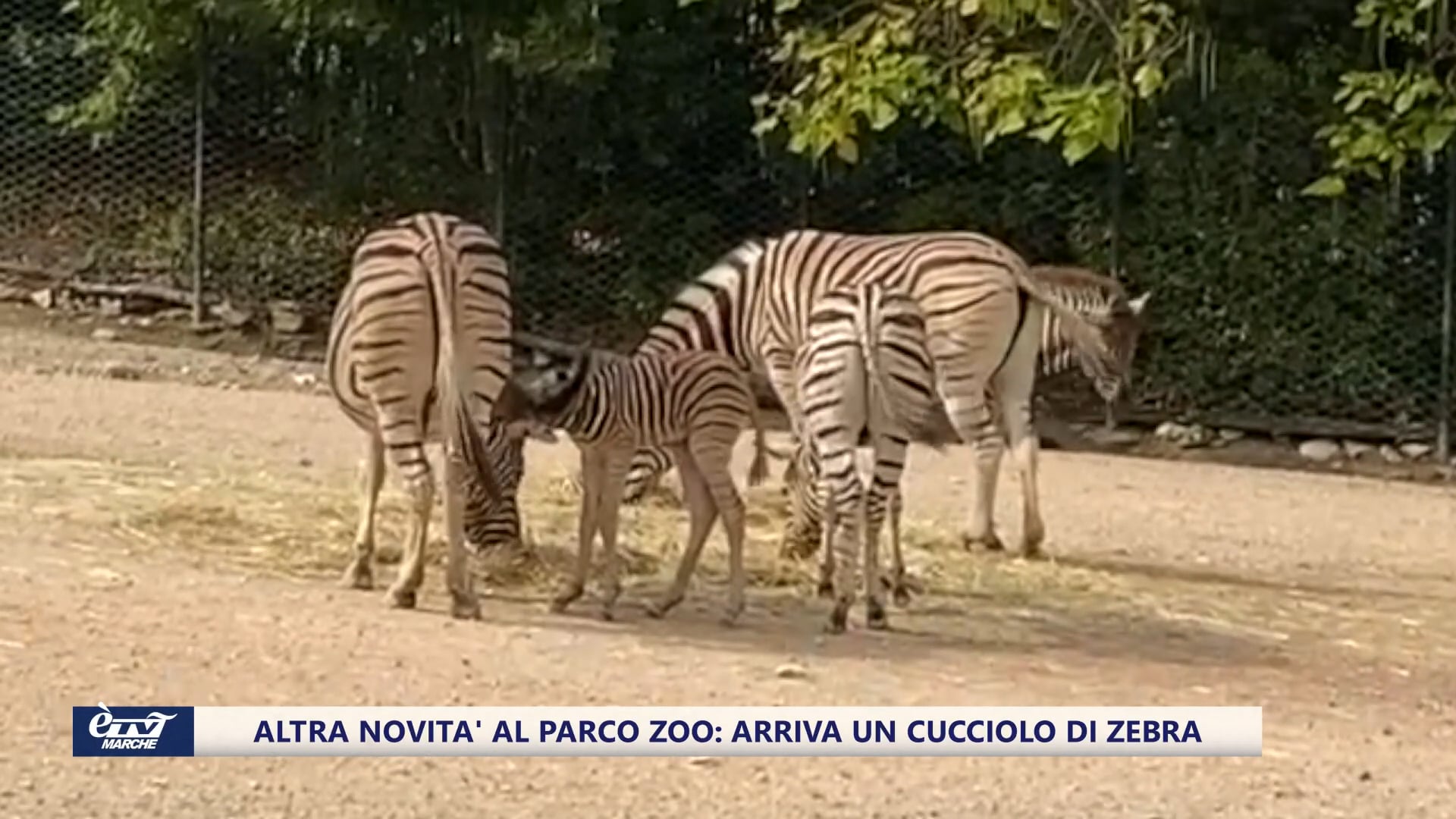 Fiocco a strisce al Parco Zoo di Falconara: il nuovo arrivato è un cucciolo di zebra - VIDEO 