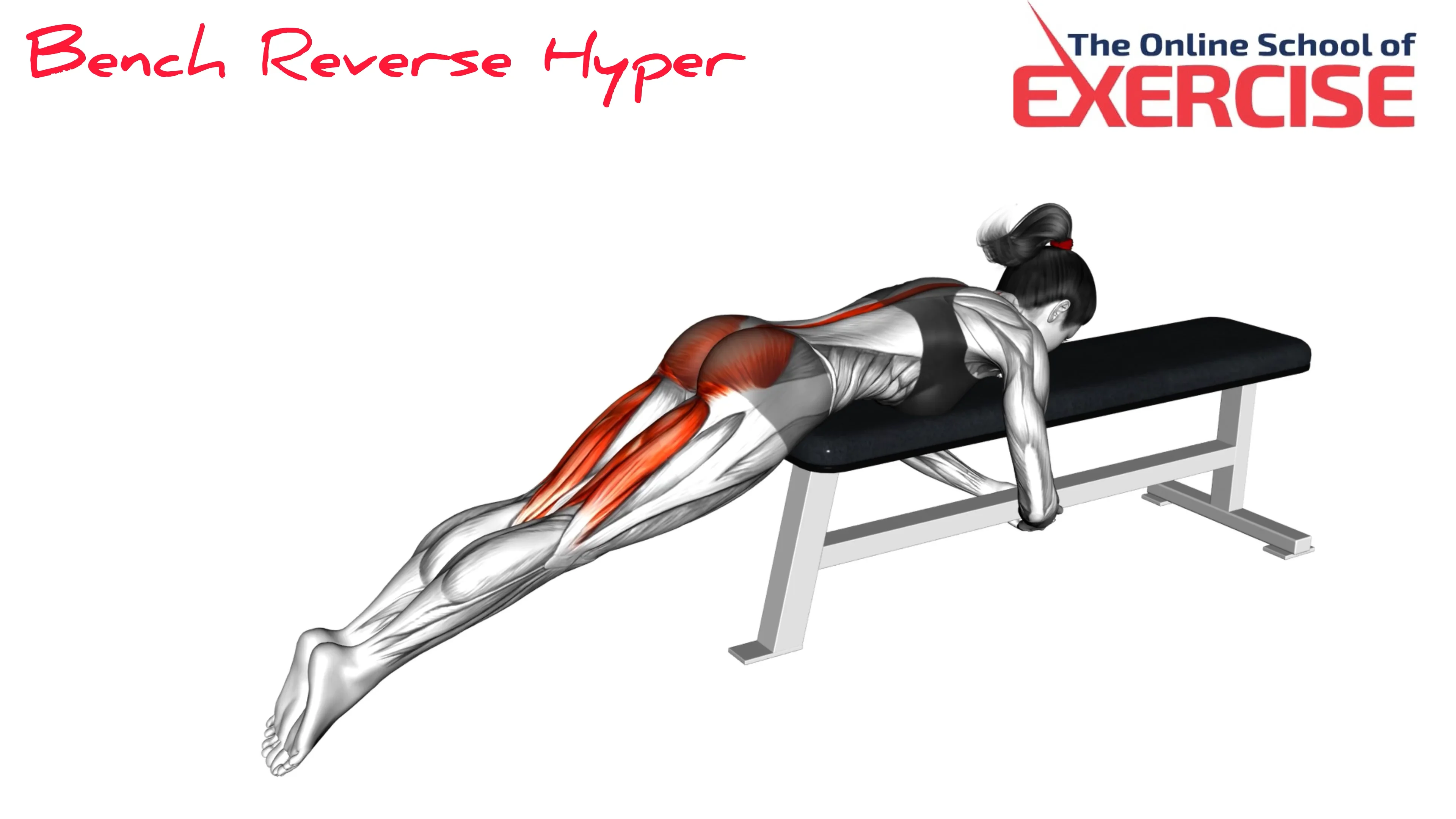 Bench Reverse Hyperextension