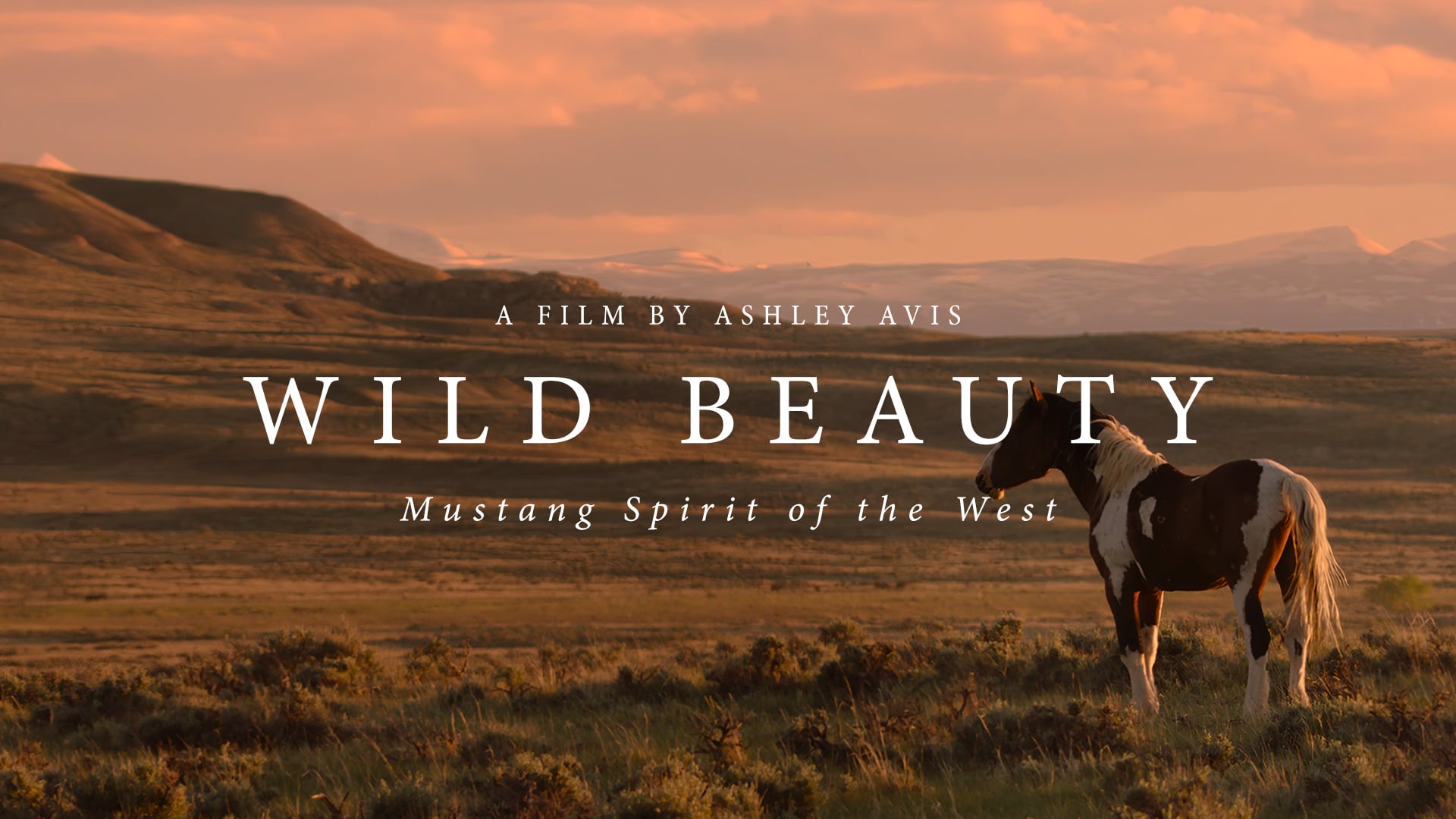 WILD BEAUTY (Teaser 2022)