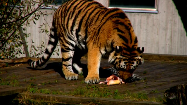 60+ Free Tiger & Animal Videos, HD & 4K Clips - Pixabay 60+ Free Tiger & Animal Videos, HD & 4K Clips - Pixabay
