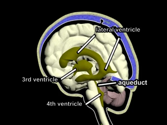 Cerebrospinal Fluid Production and Circulation Video - Trial Image Inc.