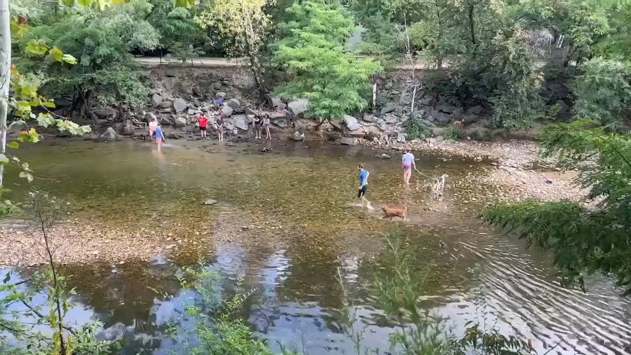 dog-water-park-on-vimeo