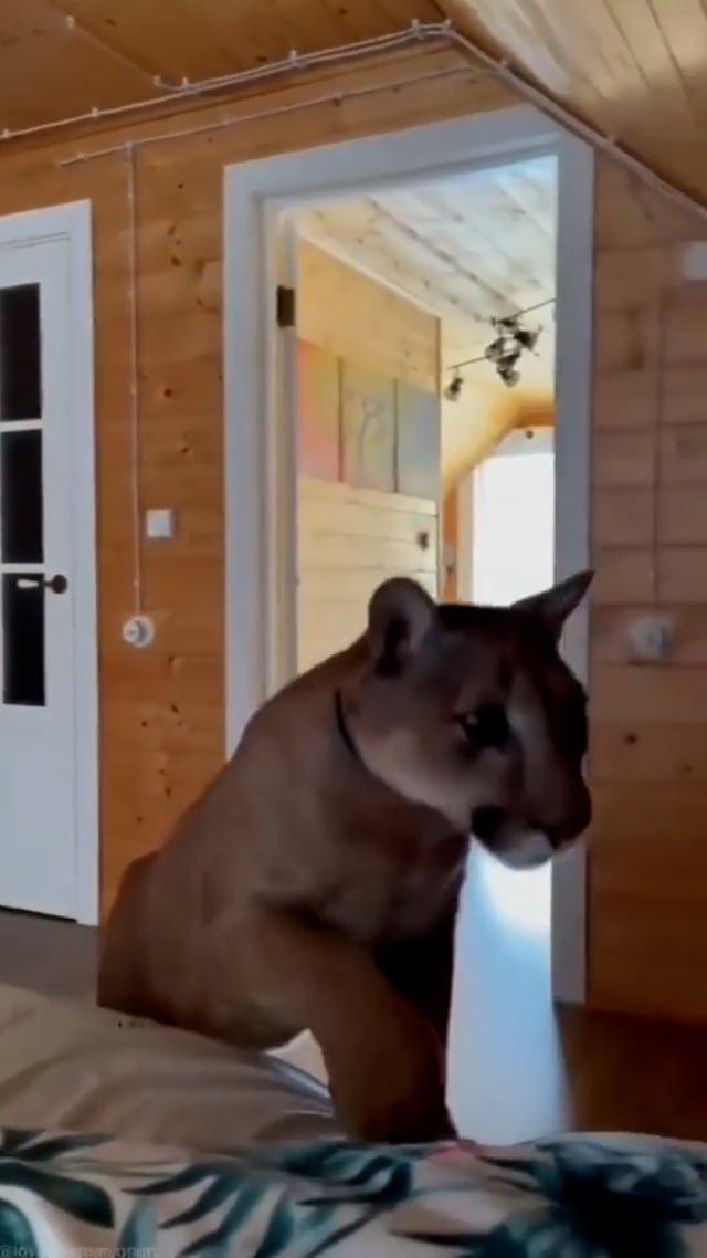 집사 잠깨우러 온 큰 고양이