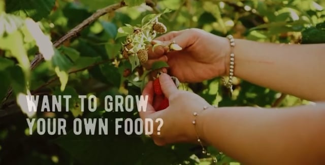 Food Forest Abundance