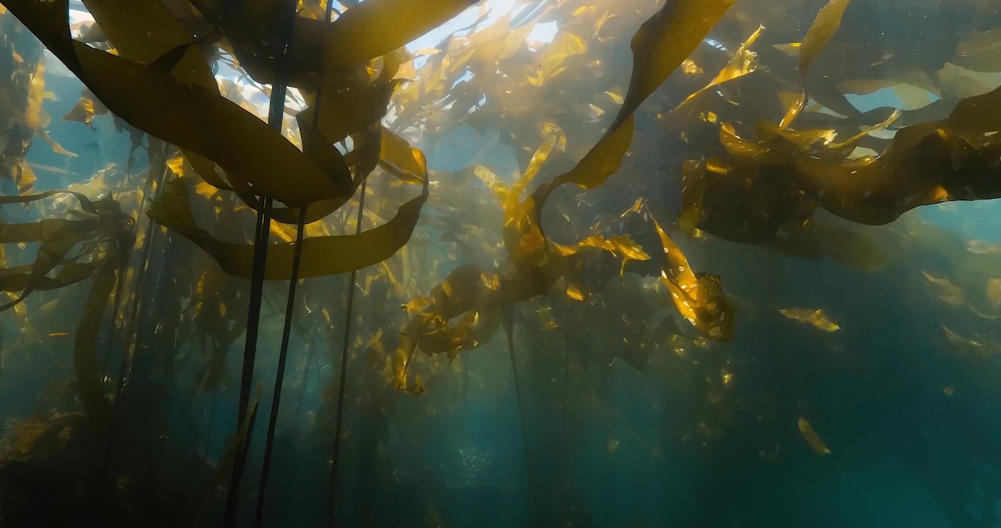 Beneath the Pacific Northwest - Cinematography Reel 2022