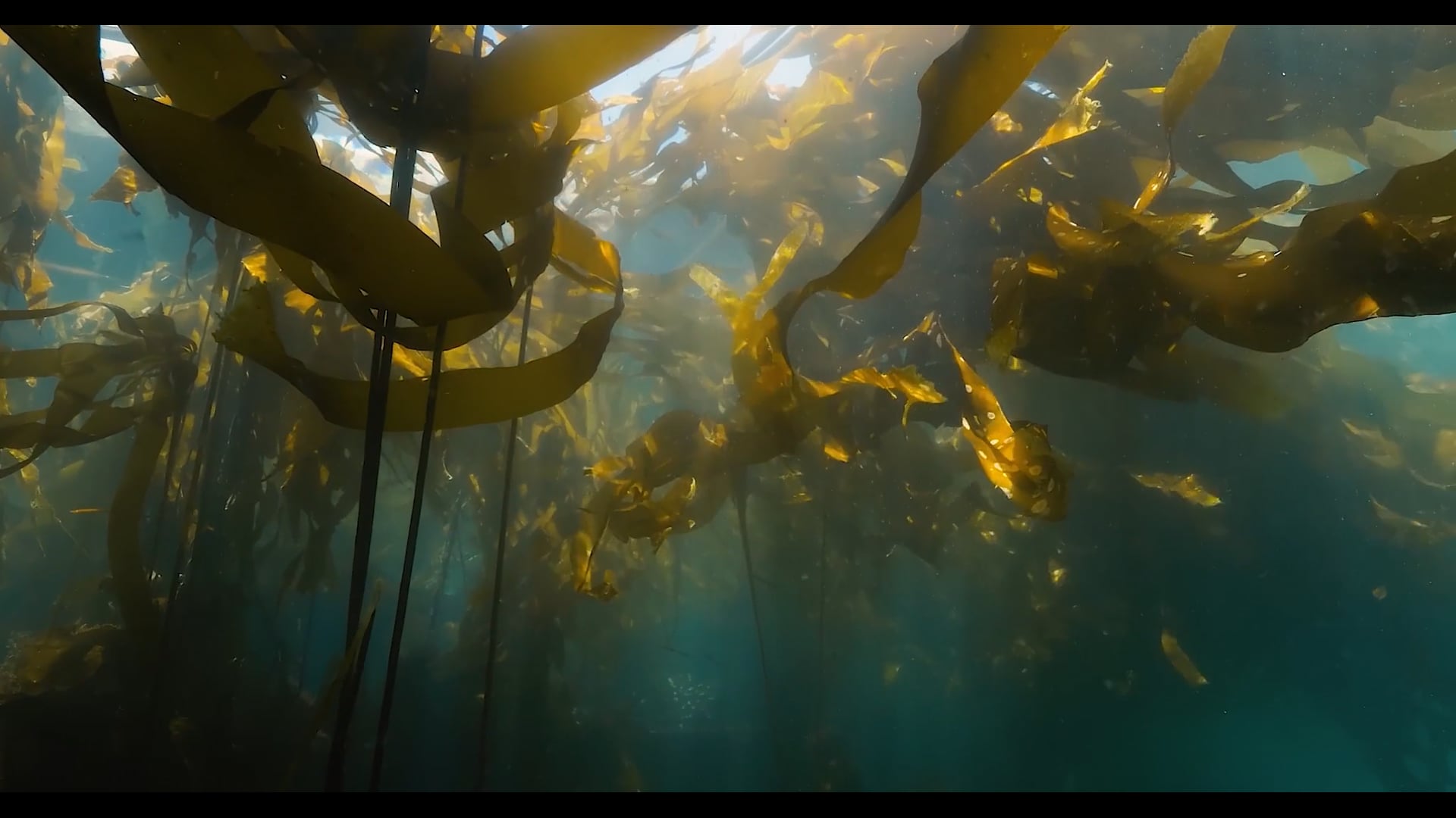 Beneath the Pacific Northwest - Cinematography Reel 2022