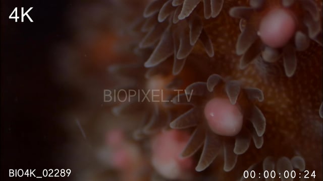 Coral spawning 4K 2