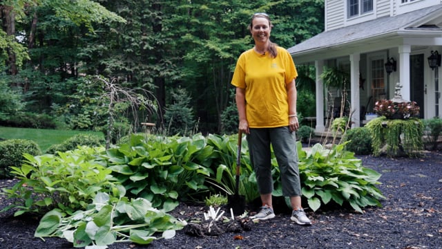 How To Divide Hostas (and Other Perennials)
