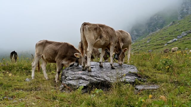 Cow herd