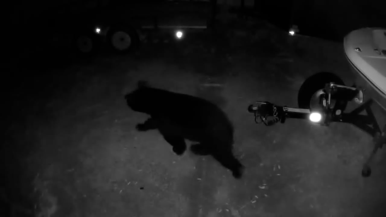 Big Bear In Driveway On Vimeo