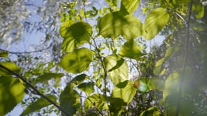 Vídeo III Curso de Agroflorestas para Restauração de Sistemas Florestais