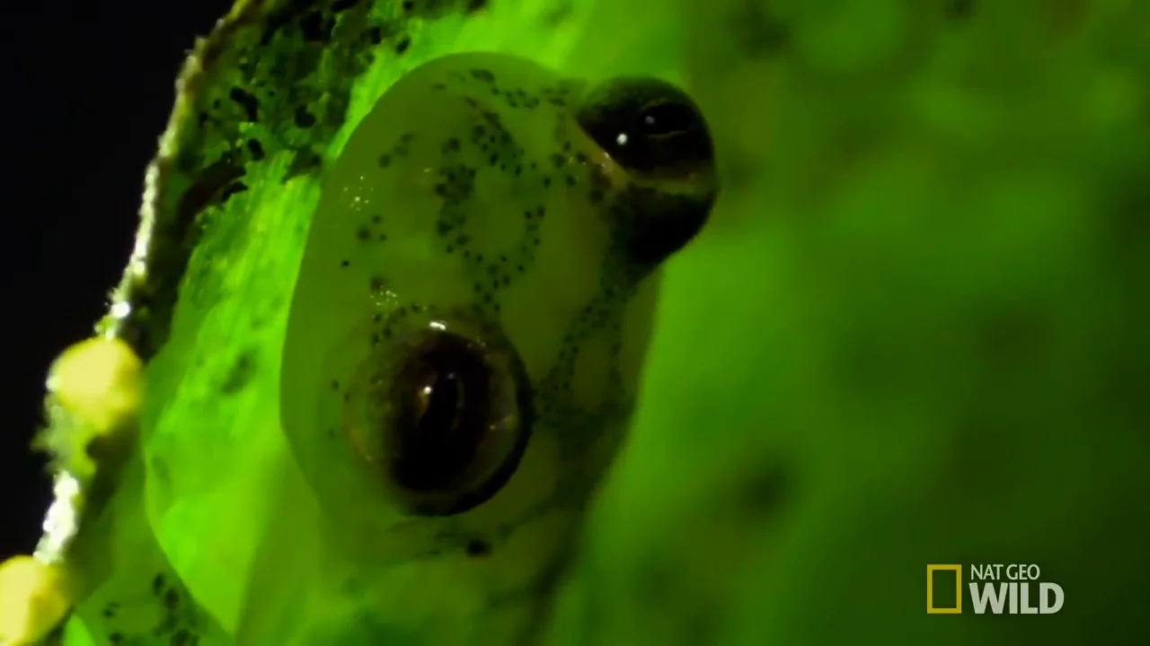 The Glass Frog Ultimate Ninja Dad Animal 24 on Vimeo