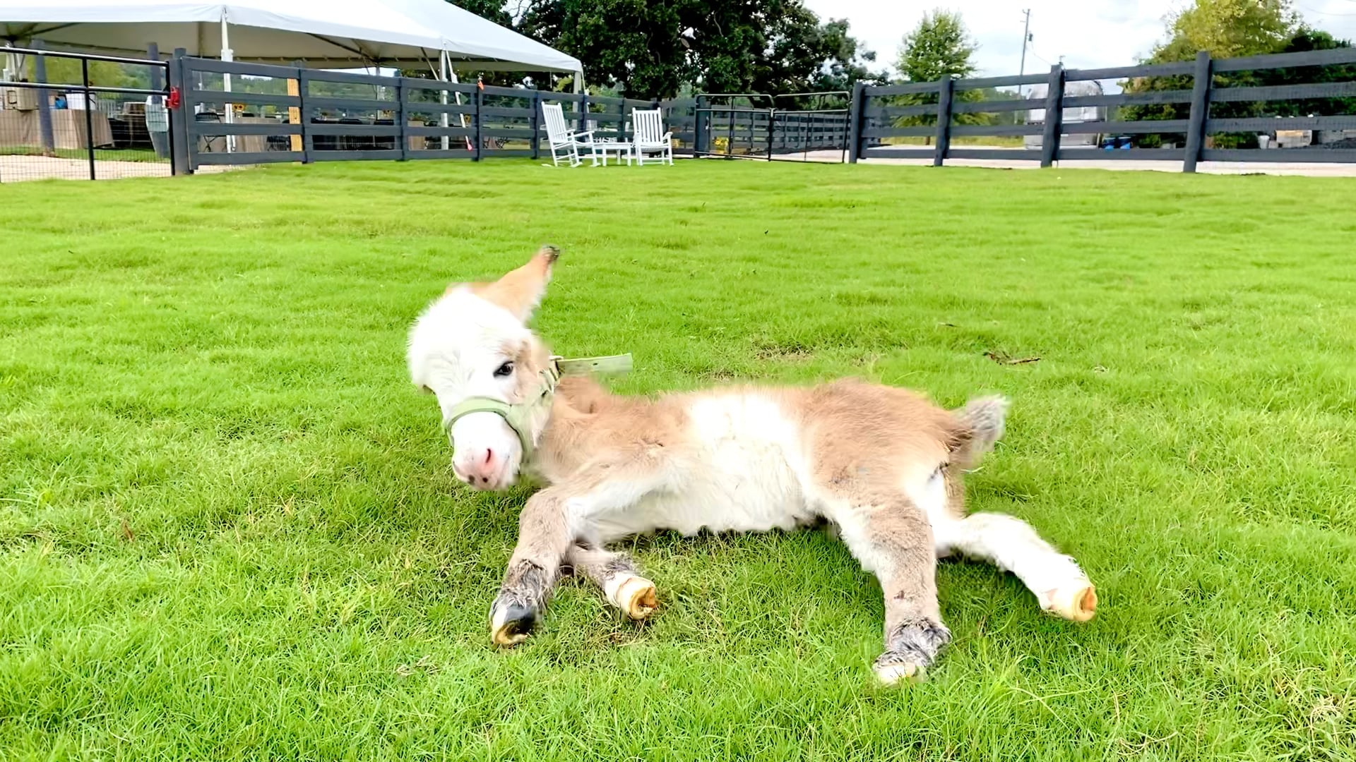 Cypress farm registered miniature donkeys