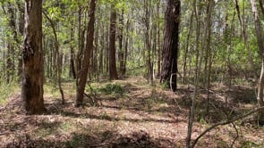 Demonstration of Dingo Walking