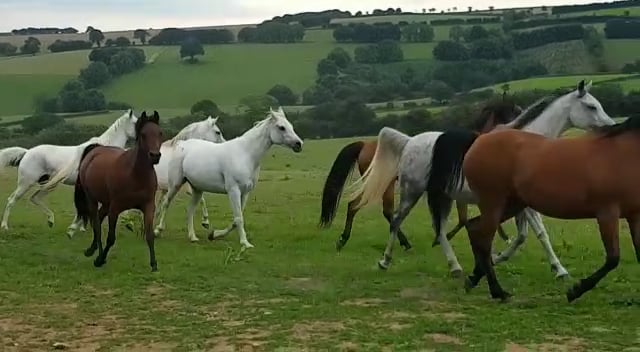 SG Isadore Leads The Herd