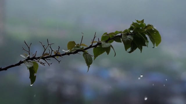 Tree With Raining Leaves Tree Rain Leaves - Free video on Pixabay