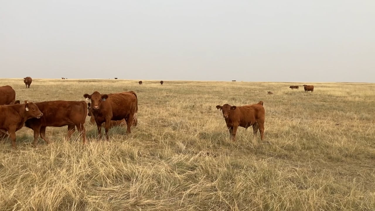LOT 378 MASHON RANCHES STEERS Southern Alberta Livestock Exchange on Vimeo