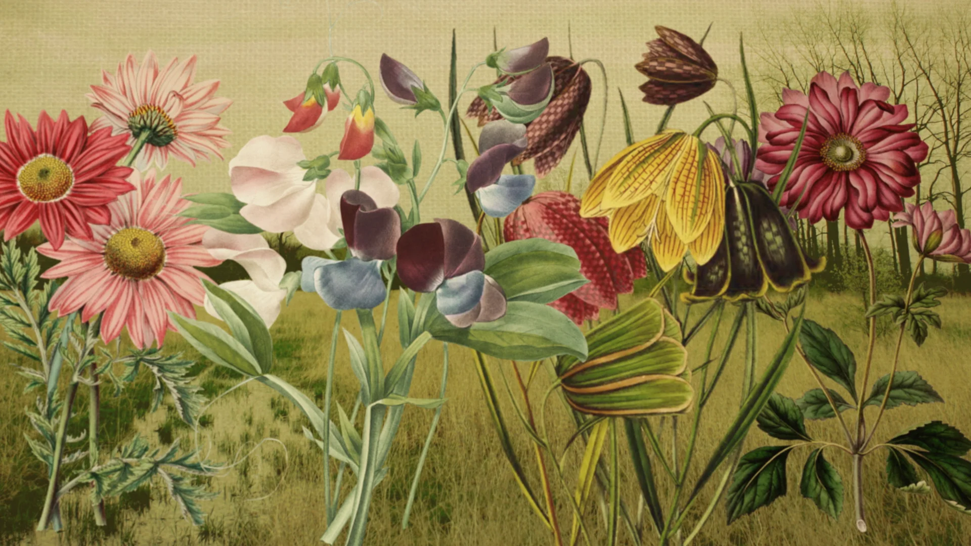 Flowers Disappear on Vimeo