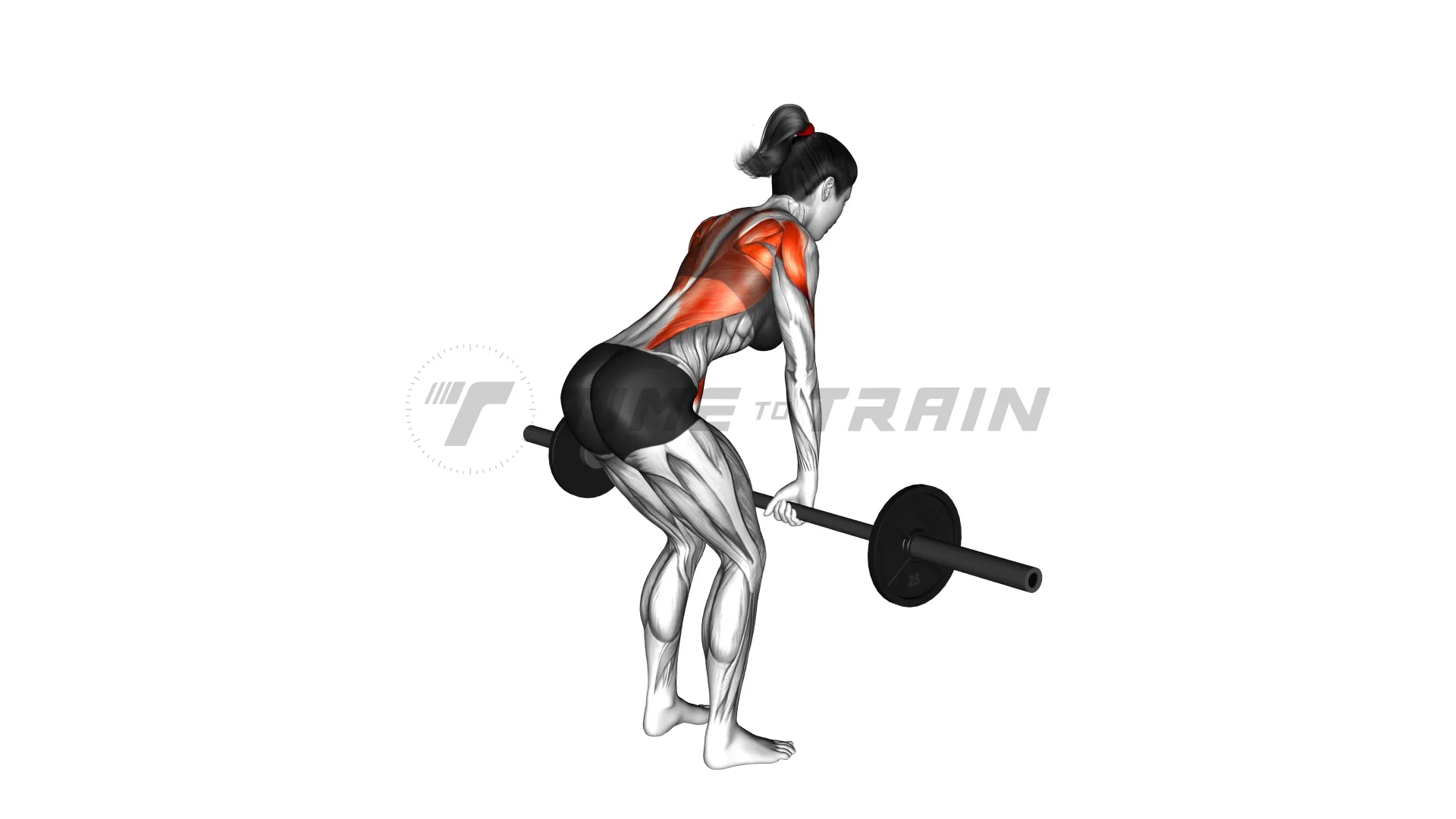 22421201BarbellBentOverRow(female)_Back on Vimeo