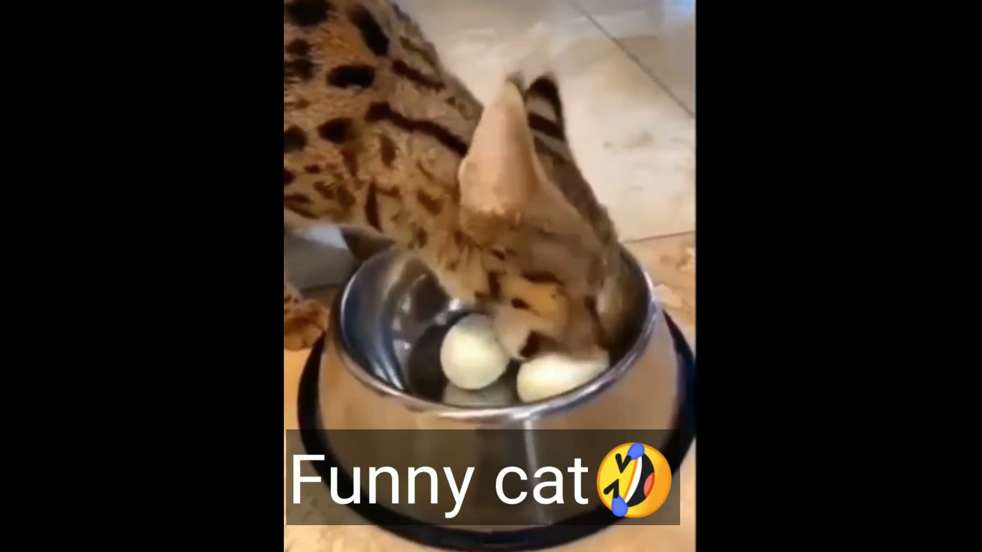 Αστεία βίντεο με ζώα ���