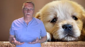 Improve your Dog's Diet Today!