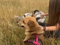 Dooley Video