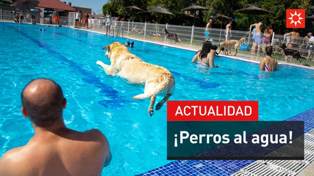 Las mejores piscinas para perros en Madrid donde refrescarlos estos meses de  verano - El Resurgir de Madrid