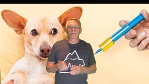 Do you need the dog or cat coronavirus vaccine?